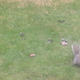Illustration for article titled TAY Time Chat: The Squirrels Are Eating Chocolate